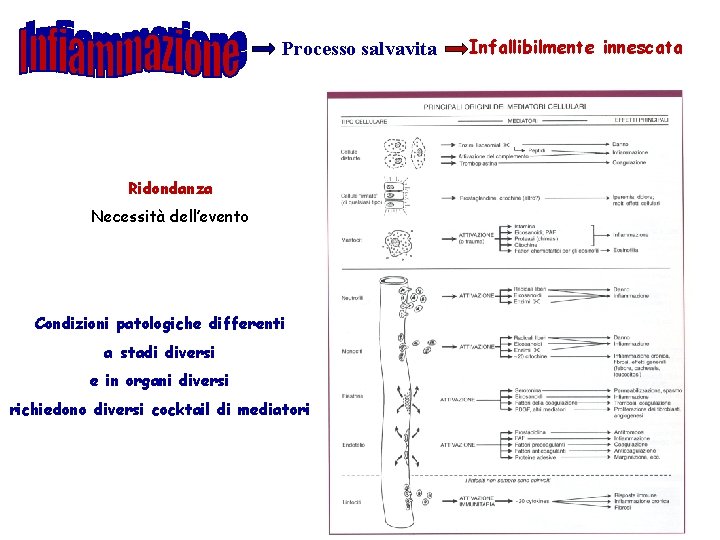 Processo salvavita Ridondanza Necessità dell’evento Condizioni patologiche differenti a stadi diversi e in organi