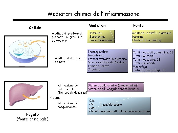 Mediatori chimici dell’infiammazione Mediatori Cellule Mediatori preformati presenti in granuli di secrezione Istamina Serotonina