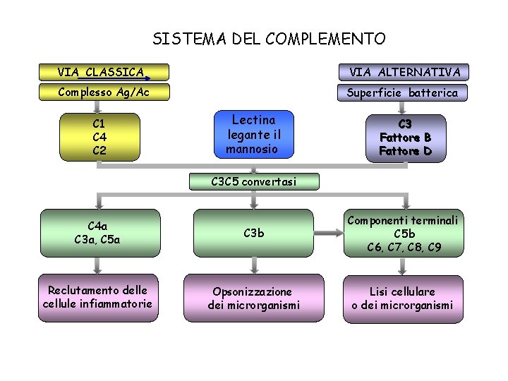 SISTEMA DEL COMPLEMENTO VIA CLASSICA VIA ALTERNATIVA Complesso Ag/Ac Superficie batterica Superficie C 1