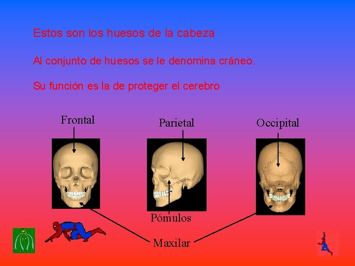 Estos son los huesos de la cabeza Al conjunto de huesos se le denomina