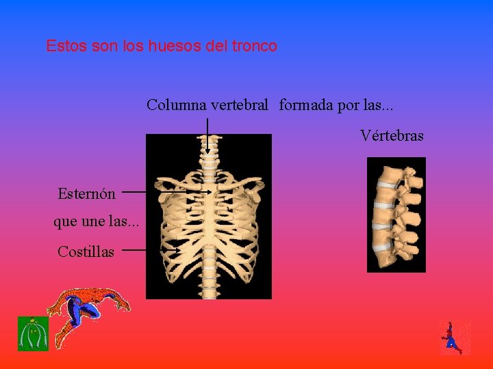 Estos son los huesos del tronco Columna vertebral formada por las. . . Vértebras