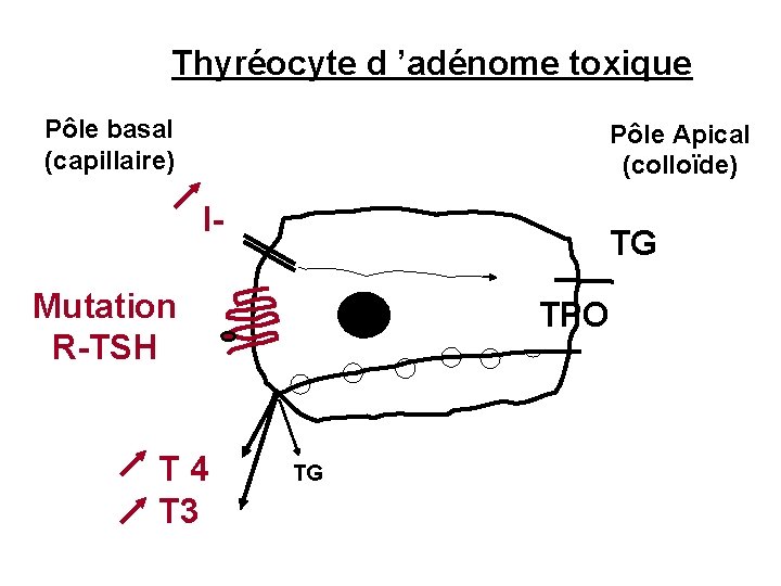 Thyréocyte d ’adénome toxique Pôle basal (capillaire) Pôle Apical (colloïde) I- TG Mutation R-TSH