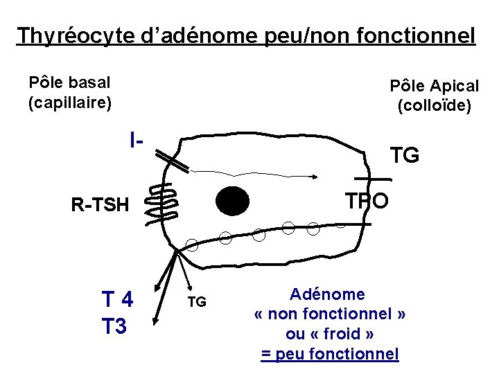 Thyréocyte d’adénome peu/non fonctionnel Pôle basal (capillaire) Pôle Apical (colloïde) I- TG TPO R-TSH