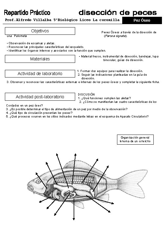 Prof. Alfredo Villalba 5ºBiológico Liceo La coronilla Objetivos una Palometa Pez Óseo Peces Óseos