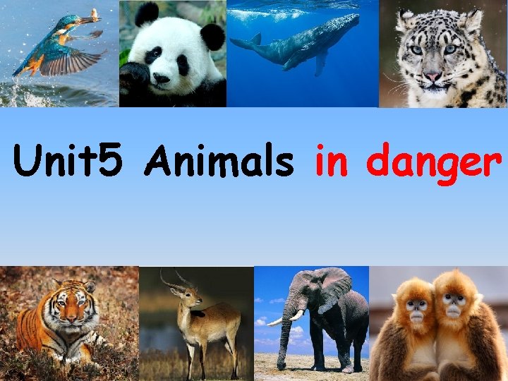 Unit 5 Animals in danger I Lets say