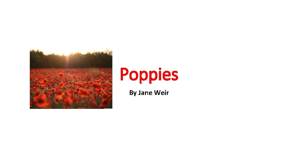 Poppies By Jane Weir 