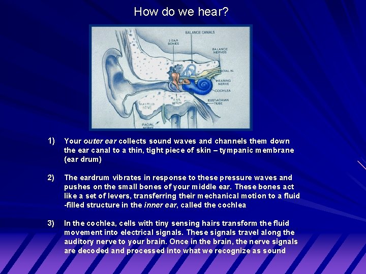 How do we hear? 1) Your outer ear collects sound waves and channels them