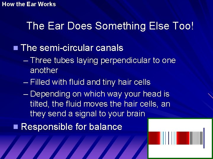 How the Ear Works The Ear Does Something Else Too! The semi-circular canals –