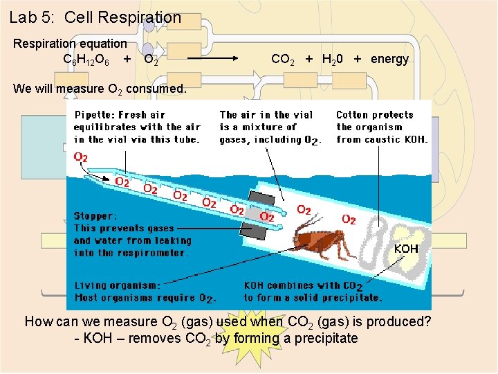 Lab 5: Cell Respiration equation C 6 H 12 O 6 + O 2
