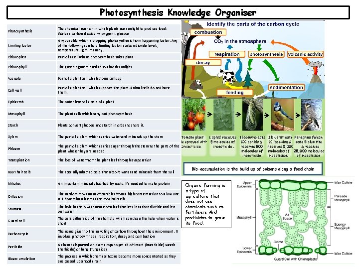 Photosynthesis Knowledge Organiser Photosynthesis The chemical reaction in which plants use sunlight to produce