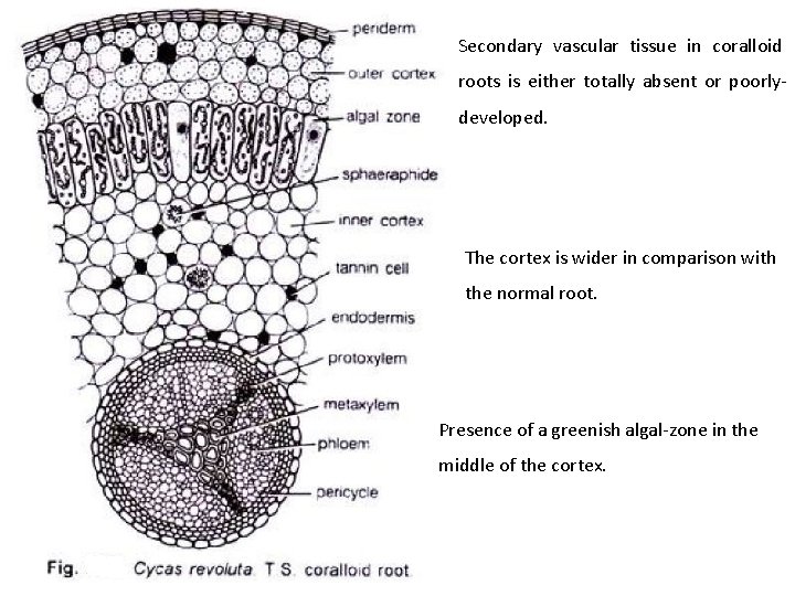 Secondary vascular tissue in coralloid roots is either totally absent or poorlydeveloped. The cortex Secondary vascular tissue in coralloid roots is either totally absent or poorlydeveloped. The cortex