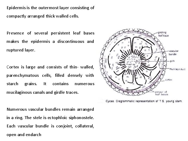 Epidermis is the outermost layer consisting of compactly arranged thick walled cells. Presence of Epidermis is the outermost layer consisting of compactly arranged thick walled cells. Presence of