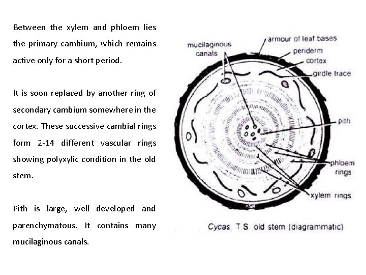 Between the xylem and phloem lies the primary cambium, which remains active only for Between the xylem and phloem lies the primary cambium, which remains active only for