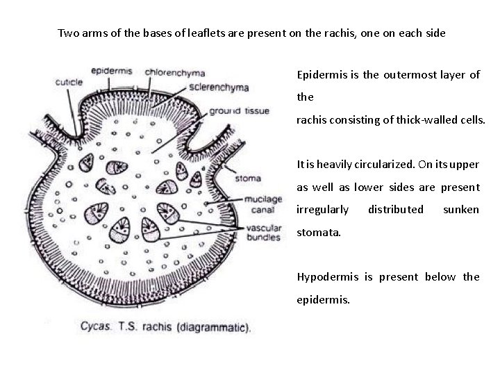 Two arms of the bases of leaflets are present on the rachis, one on Two arms of the bases of leaflets are present on the rachis, one on