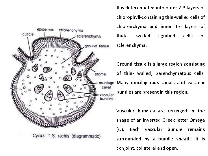 It is differentiated into outer 2 -3 layers of chlorophyll-containing thin-walled cells of chlorenchyma It is differentiated into outer 2 -3 layers of chlorophyll-containing thin-walled cells of chlorenchyma