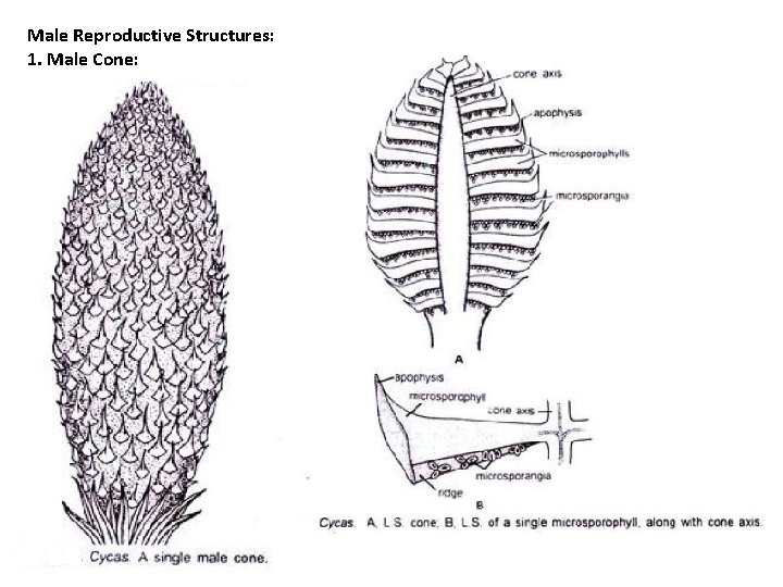 Male Reproductive Structures: 1. Male Cone: Male Reproductive Structures: 1. Male Cone: