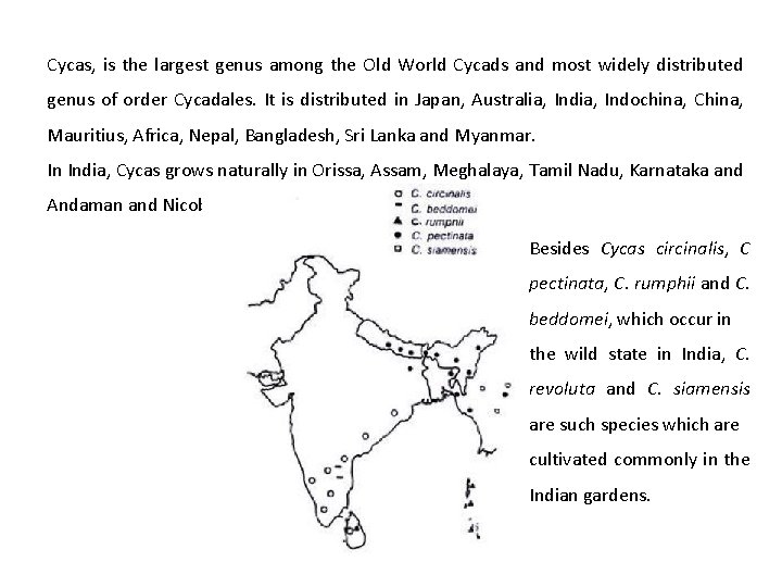 Cycas, is the largest genus among the Old World Cycads and most widely distributed Cycas, is the largest genus among the Old World Cycads and most widely distributed