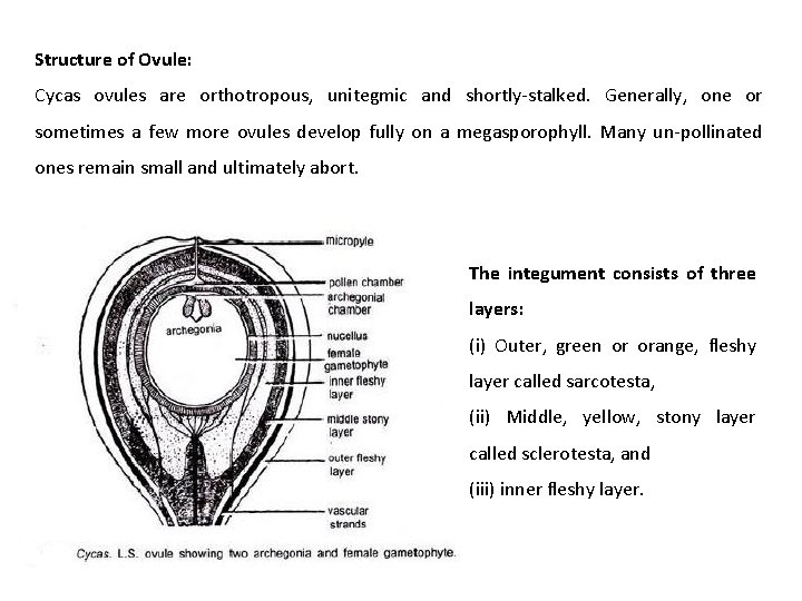 Structure of Ovule: Cycas ovules are orthotropous, unitegmic and shortly-stalked. Generally, one or sometimes Structure of Ovule: Cycas ovules are orthotropous, unitegmic and shortly-stalked. Generally, one or sometimes
