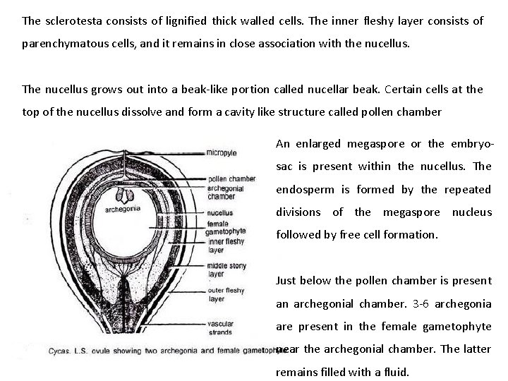 The sclerotesta consists of lignified thick walled cells. The inner fleshy layer consists of The sclerotesta consists of lignified thick walled cells. The inner fleshy layer consists of