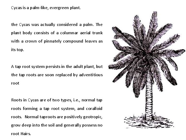 Cycas is a palm-like, evergreen plant. the Cycas was actually considered a palm. The Cycas is a palm-like, evergreen plant. the Cycas was actually considered a palm. The