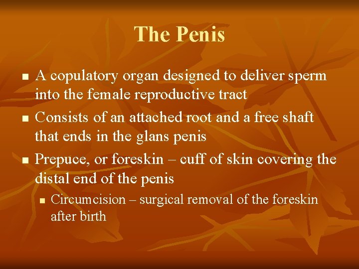The Penis n n n A copulatory organ designed to deliver sperm into the
