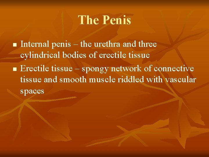 The Penis n n Internal penis – the urethra and three cylindrical bodies of