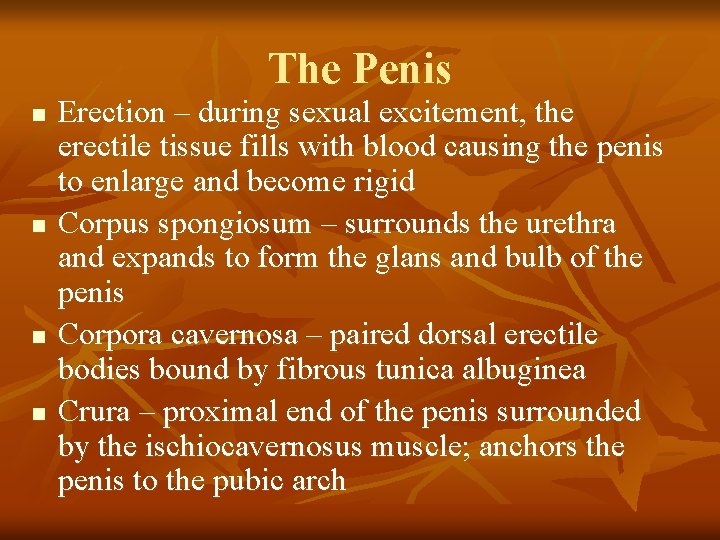 The Penis n n Erection – during sexual excitement, the erectile tissue fills with