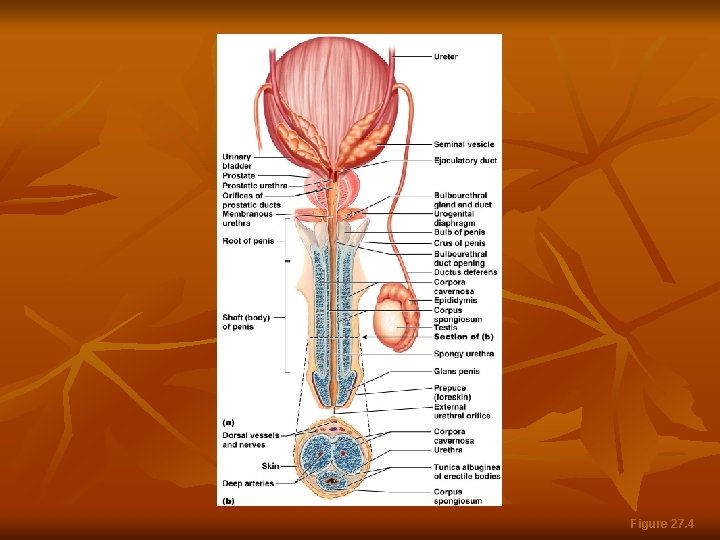 The Penis Figure 27. 4 
