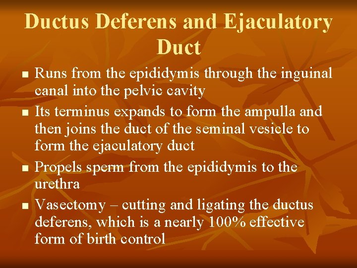 Ductus Deferens and Ejaculatory Duct n n Runs from the epididymis through the inguinal