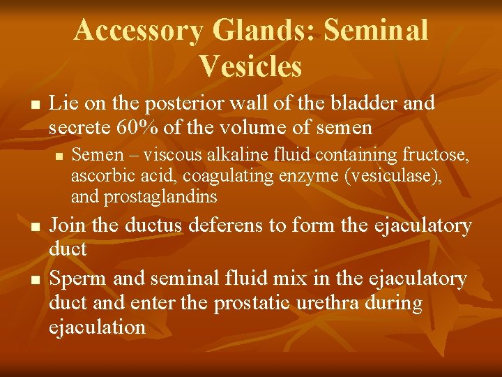 Accessory Glands: Seminal Vesicles n Lie on the posterior wall of the bladder and