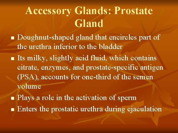 Accessory Glands: Prostate Gland n n Doughnut-shaped gland that encircles part of the urethra