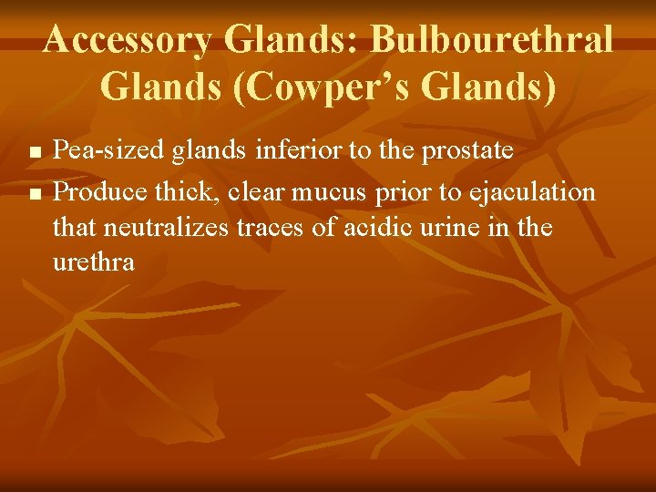Accessory Glands: Bulbourethral Glands (Cowper’s Glands) n n Pea-sized glands inferior to the prostate