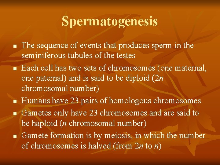Spermatogenesis n n n The sequence of events that produces sperm in the seminiferous