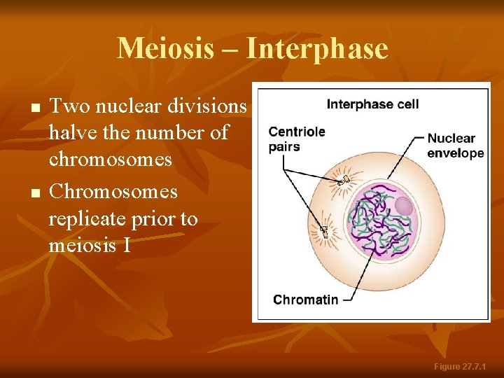 Meiosis – Interphase n n Two nuclear divisions halve the number of chromosomes Chromosomes