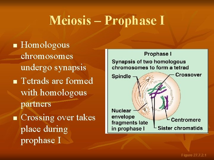 Meiosis – Prophase I n n n Homologous chromosomes undergo synapsis Tetrads are formed