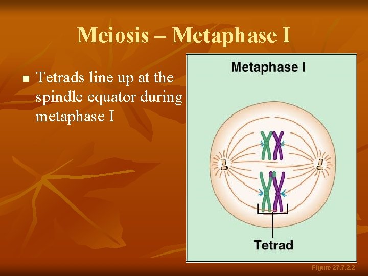 Meiosis – Metaphase I n Tetrads line up at the spindle equator during metaphase