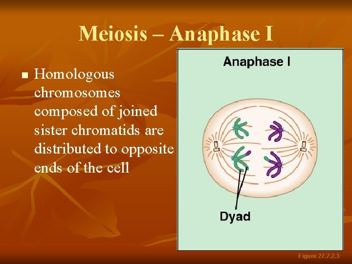 Meiosis – Anaphase I n Homologous chromosomes composed of joined sister chromatids are distributed