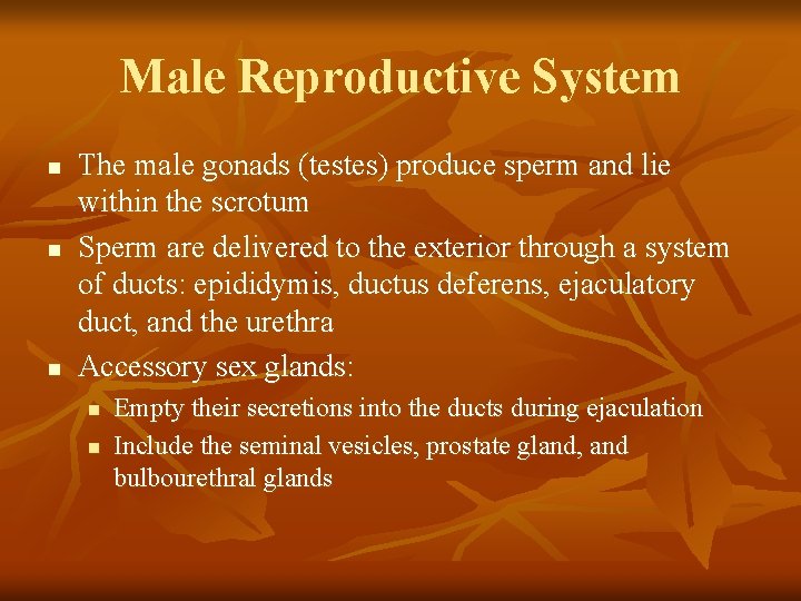 Male Reproductive System n n n The male gonads (testes) produce sperm and lie