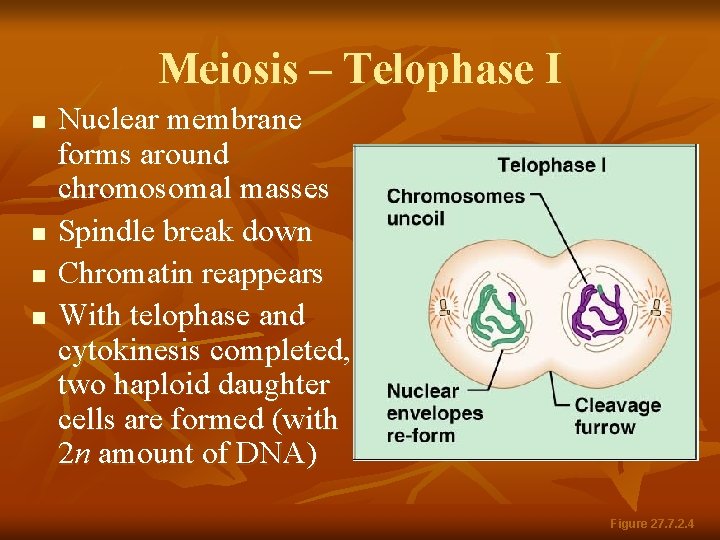 Meiosis – Telophase I n n Nuclear membrane forms around chromosomal masses Spindle break