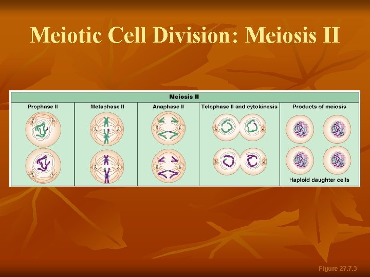 Meiotic Cell Division: Meiosis II Figure 27. 7. 3 