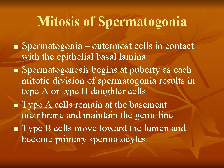 Mitosis of Spermatogonia n n Spermatogonia – outermost cells in contact with the epithelial