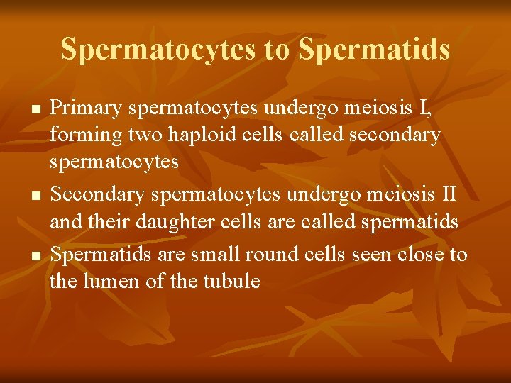 Spermatocytes to Spermatids n n n Primary spermatocytes undergo meiosis I, forming two haploid