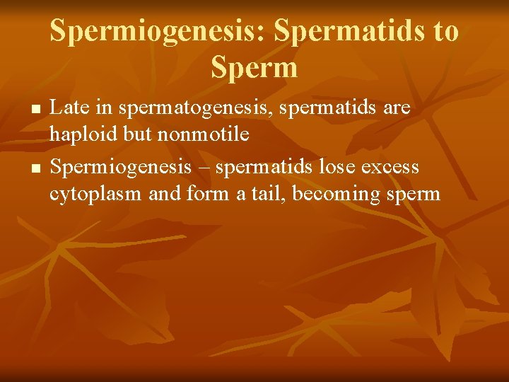 Spermiogenesis: Spermatids to Sperm n n Late in spermatogenesis, spermatids are haploid but nonmotile