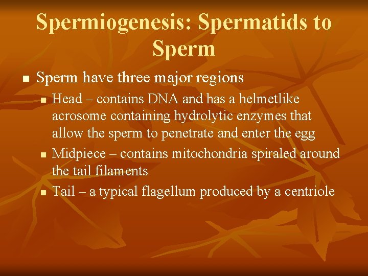 Spermiogenesis: Spermatids to Sperm n Sperm have three major regions n n n Head