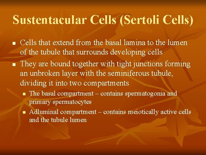 Sustentacular Cells (Sertoli Cells) n n Cells that extend from the basal lamina to