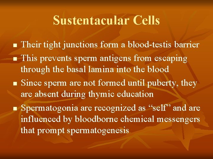 Sustentacular Cells n n Their tight junctions form a blood-testis barrier This prevents sperm