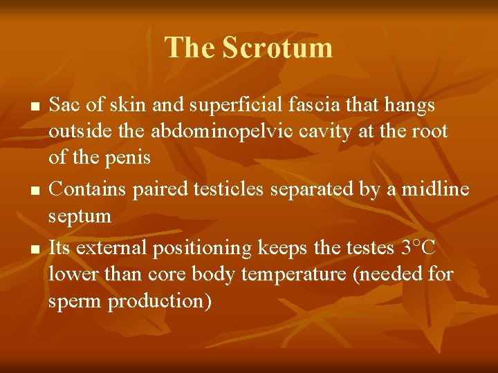 The Scrotum n n n Sac of skin and superficial fascia that hangs outside