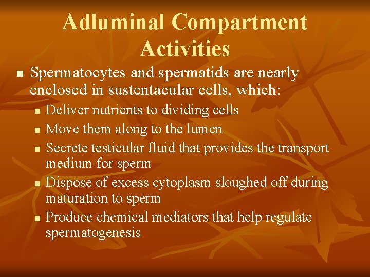 Adluminal Compartment Activities n Spermatocytes and spermatids are nearly enclosed in sustentacular cells, which: