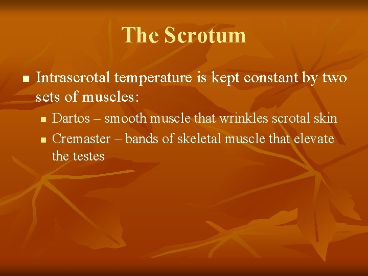 The Scrotum n Intrascrotal temperature is kept constant by two sets of muscles: n