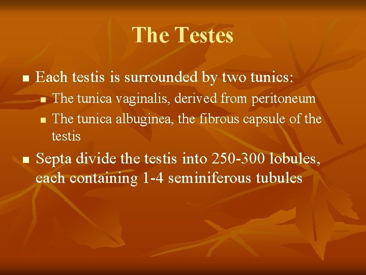 The Testes n Each testis is surrounded by two tunics: n n n The
